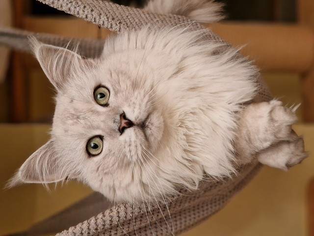 nanuq2025-10-003 (113 kb) click to view