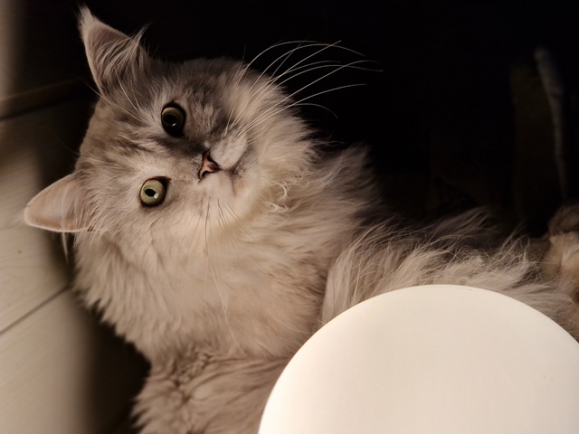 nanuq2025-10-004 (87 kb) click to view