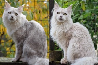 Yankee Cats Nanuq the White Bear / Yankee Cats White Patty Pan