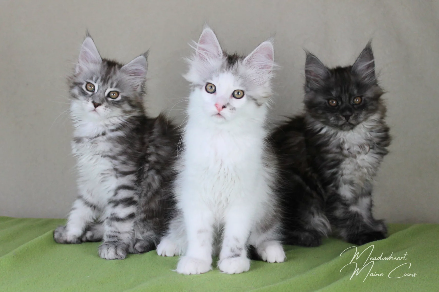 Meadowhearts Bindi in der Mitte